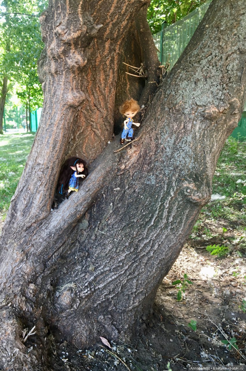 Эльфы в естественной среде обитания