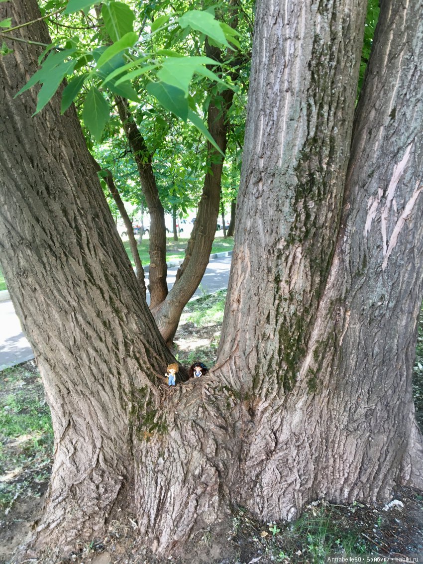 Эльфы в естественной среде обитания