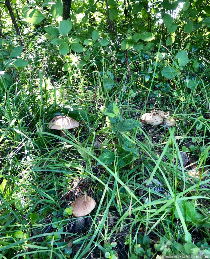 Грибной топик — Куклы Fairyland (ФэйриЛэнд): BJD (БЖД)