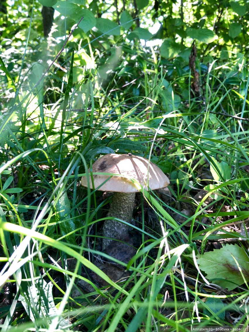 Грибной топик — Куклы Fairyland (ФэйриЛэнд): BJD (БЖД)