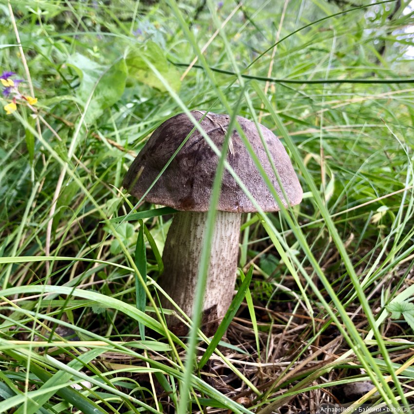 Грибной топик — Куклы Fairyland (ФэйриЛэнд): BJD (БЖД)