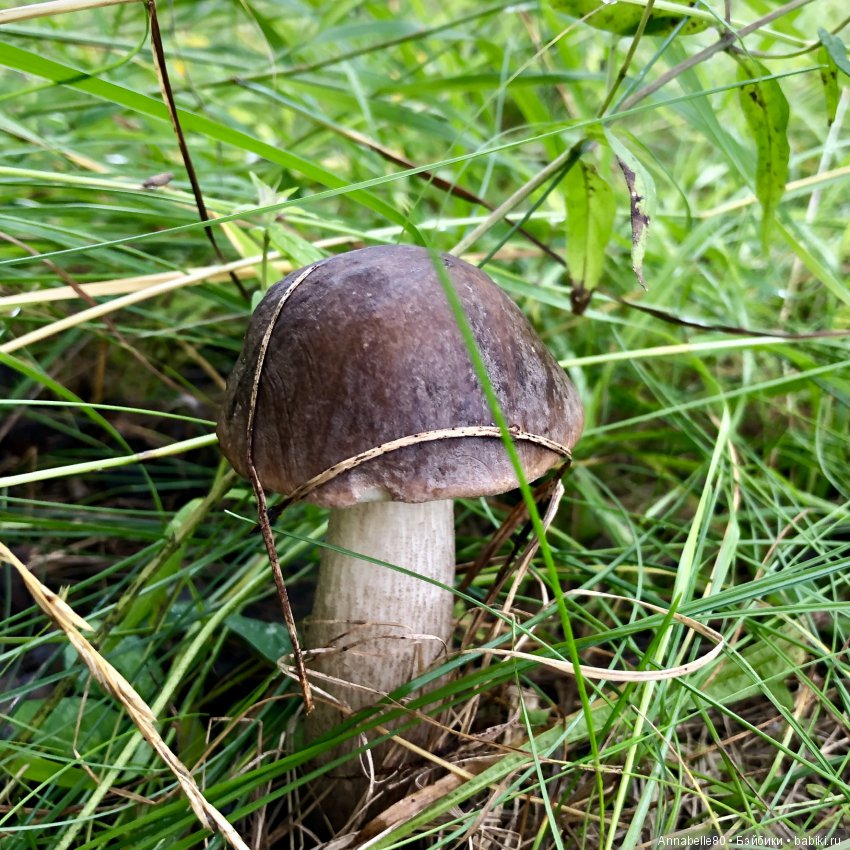 Грибной топик — Куклы Fairyland (ФэйриЛэнд): BJD (БЖД)