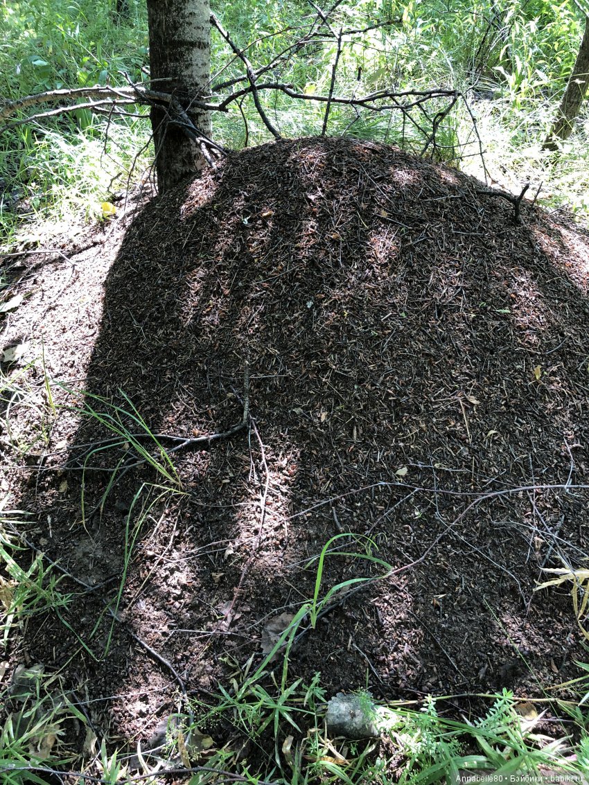 Грибной топик — Куклы Fairyland (ФэйриЛэнд): BJD (БЖД) (фото 3)