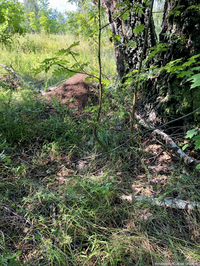 Грибной топик — Куклы Fairyland (ФэйриЛэнд): BJD (БЖД) (фото 2)