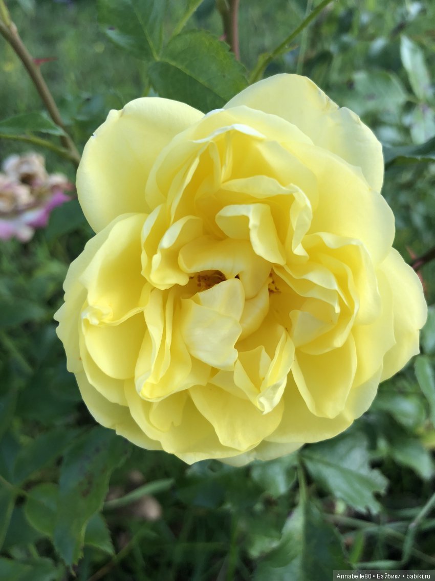 Желтый топик — Куклы Fairyland (ФэйриЛэнд): BJD (БЖД) (фото 4)