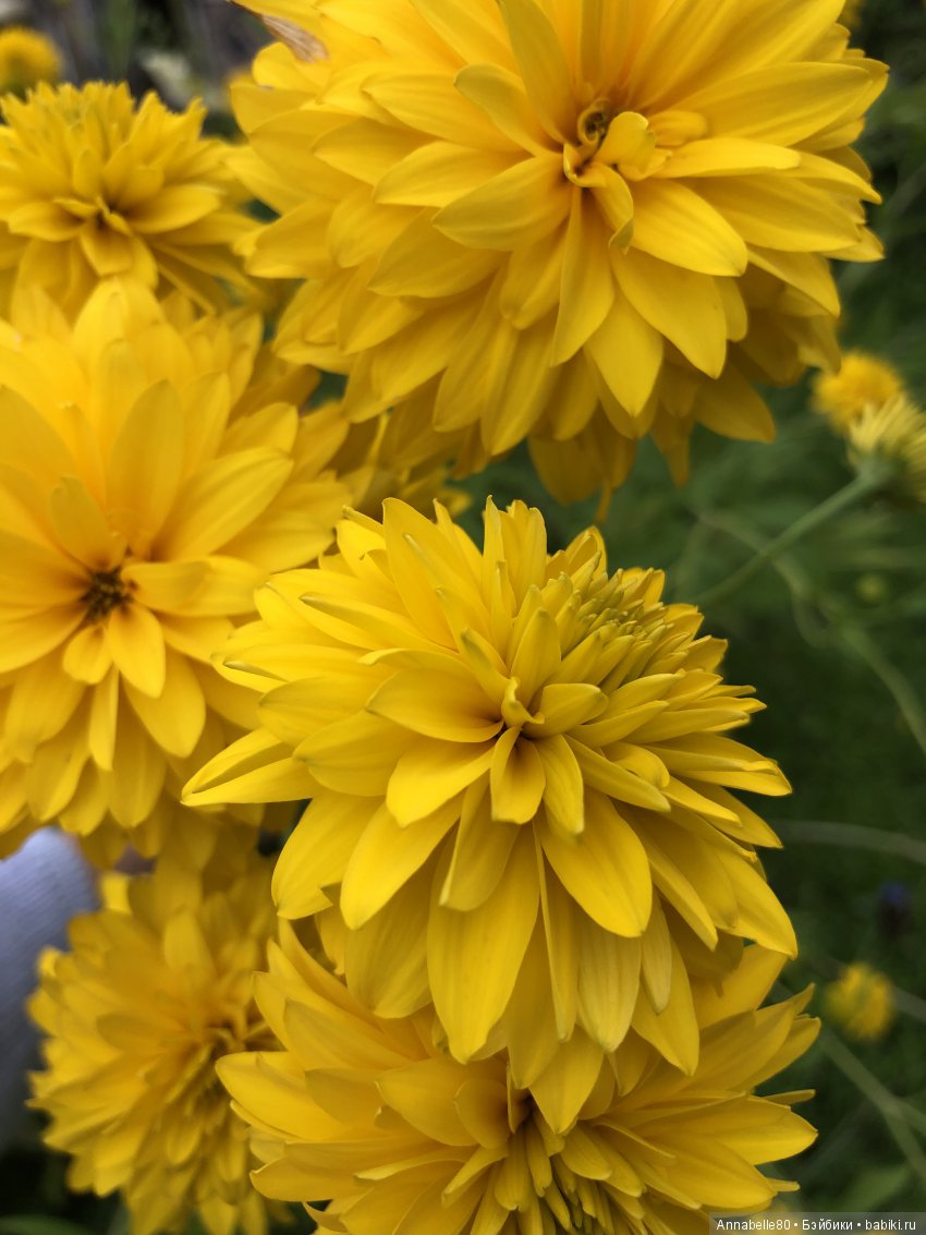 Желтый топик — Куклы Fairyland (ФэйриЛэнд): BJD (БЖД) (фото 3)