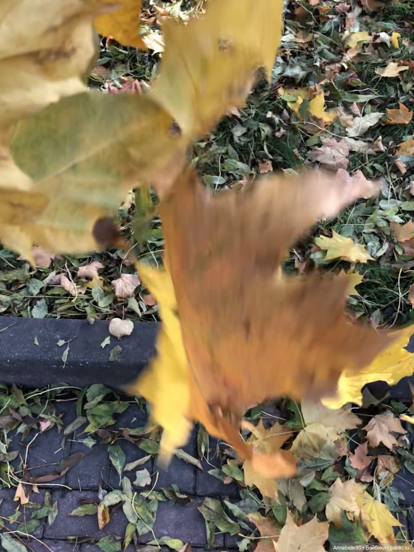 Падают, падают, падают листья (фото 4)