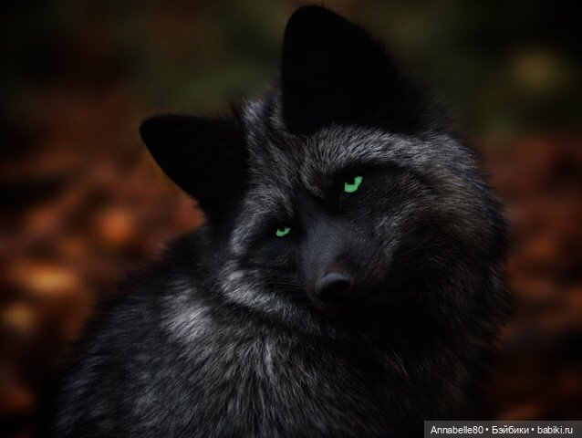 И звезда с звездою говорит