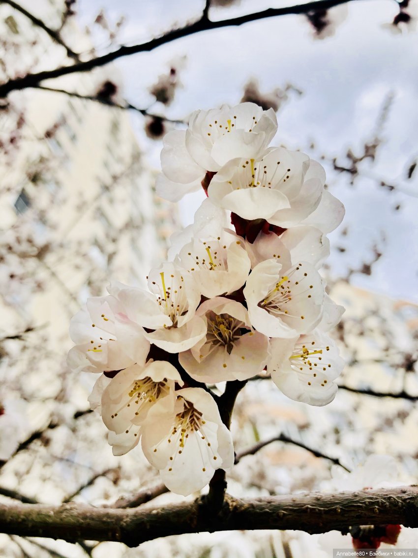 Эльфийские истории. О чем поют эльфы