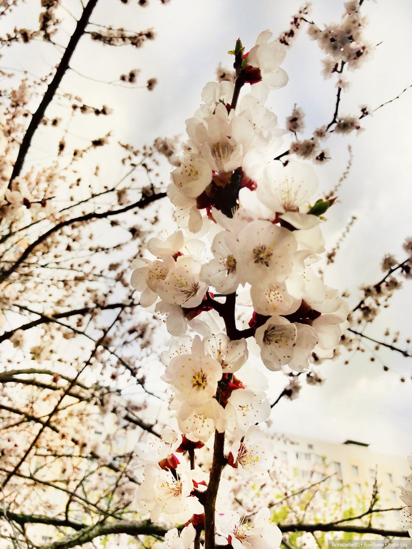 Эльфийские истории. О чем поют эльфы (фото 7)