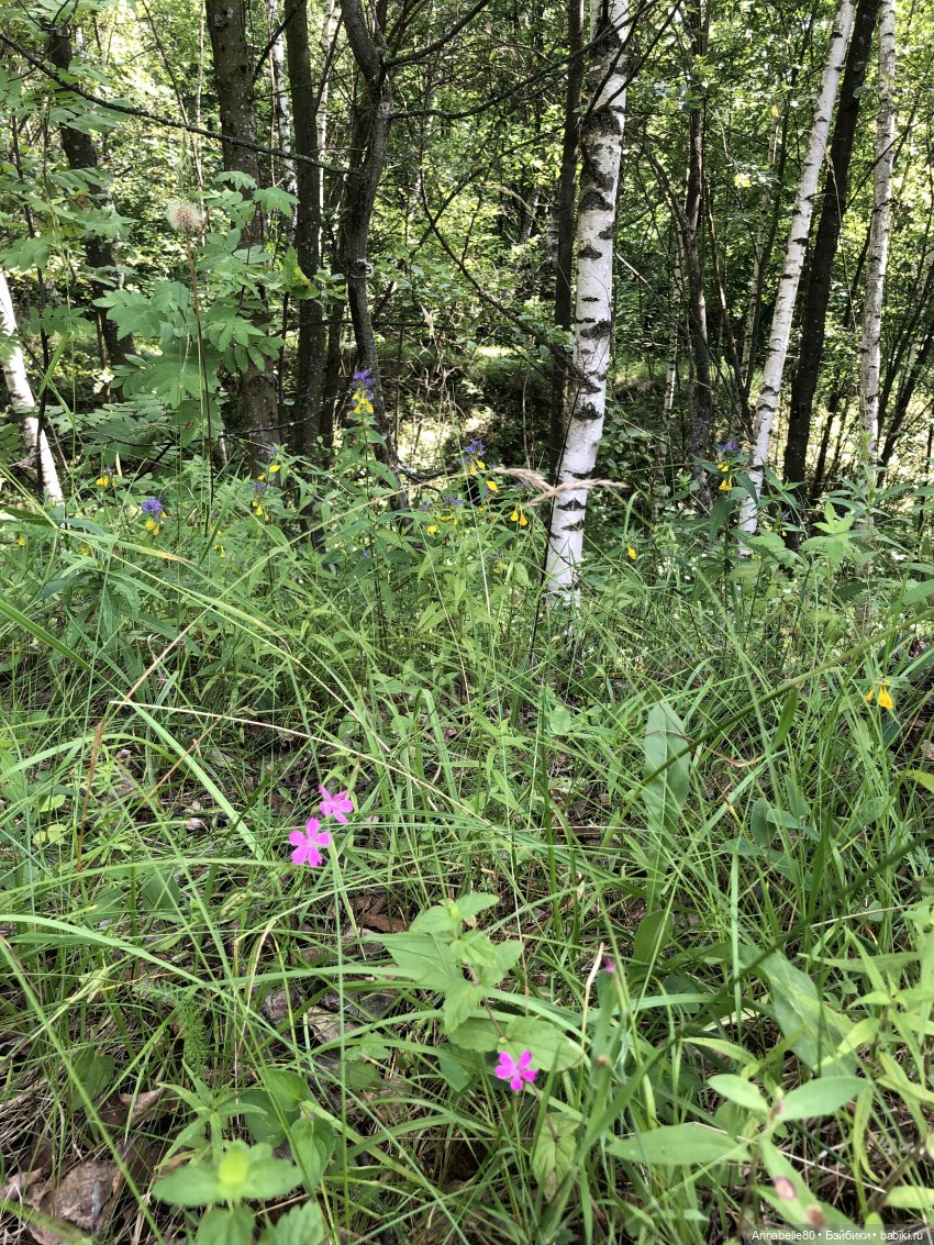 Как в ночь да на Купалу. Рус (фото 5)