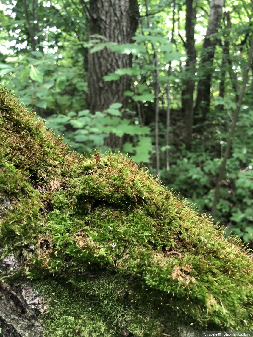 Как в ночь да на Купалу. Рус