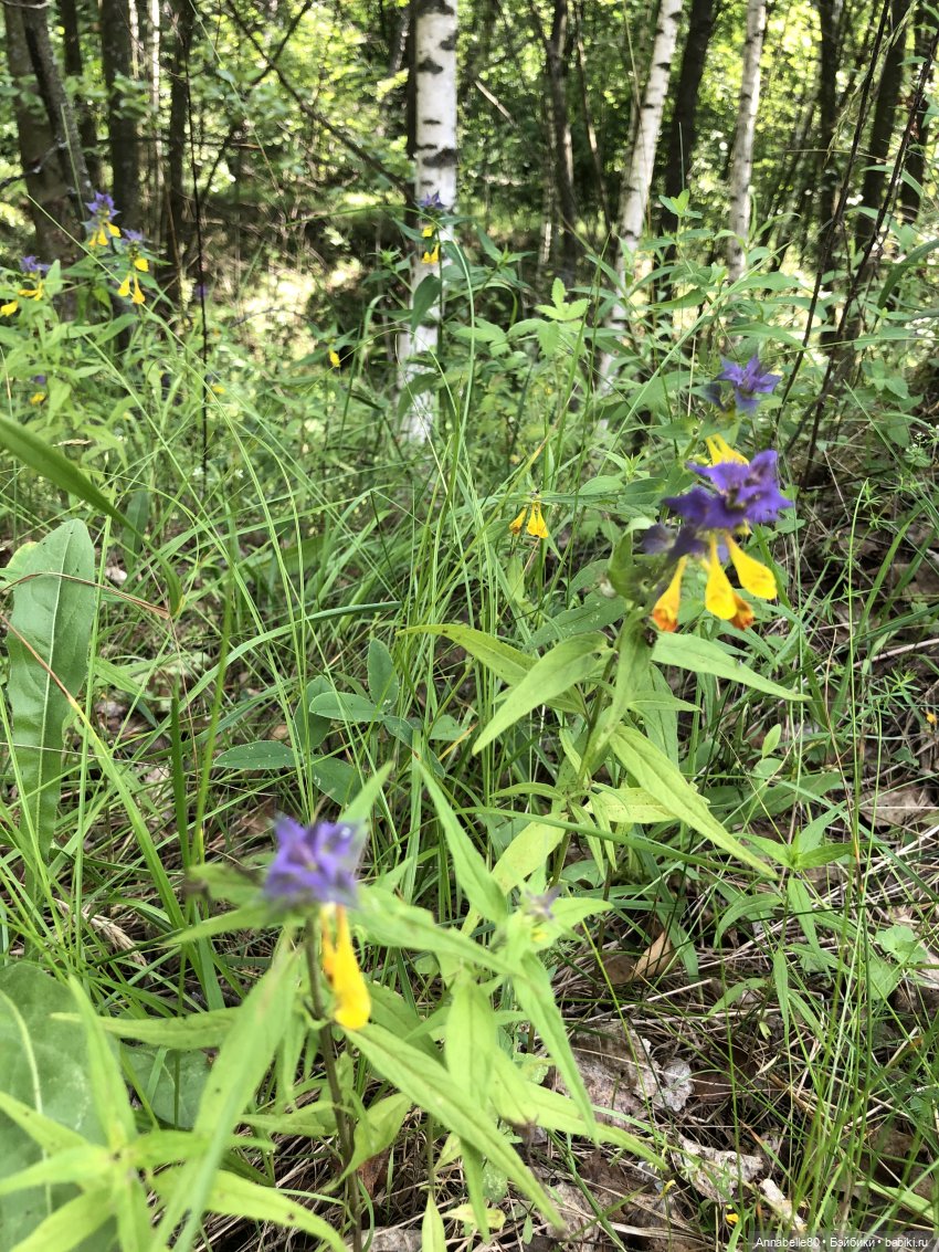 Как в ночь да на Купалу. Рус (фото 7)
