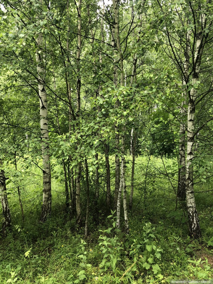 Как в ночь да на Купалу. Рус (фото 3)