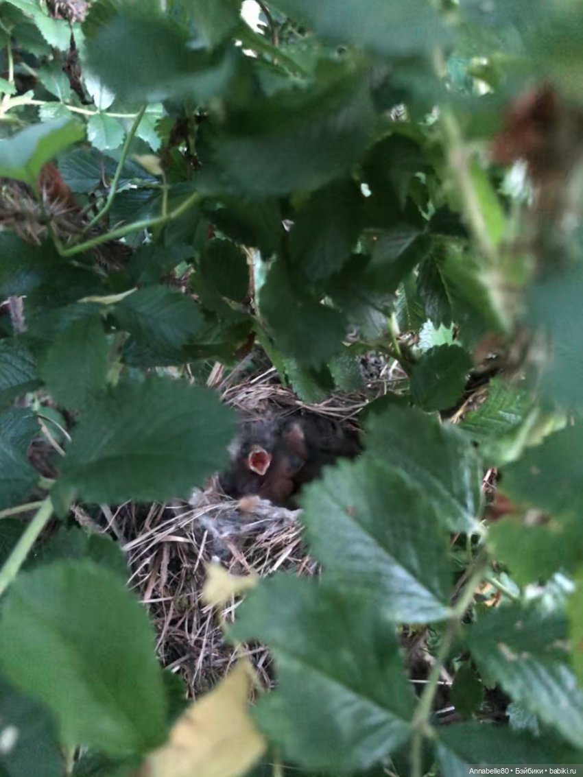 Эльфийское лето | Бэйбики Эльфийское лето — Куклы Fairyland (ФэйриЛэнд): BJD (БЖД)