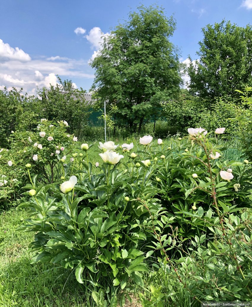 Эльфийское лето | Бэйбики Эльфийское лето — Куклы Fairyland (ФэйриЛэнд): BJD (БЖД)