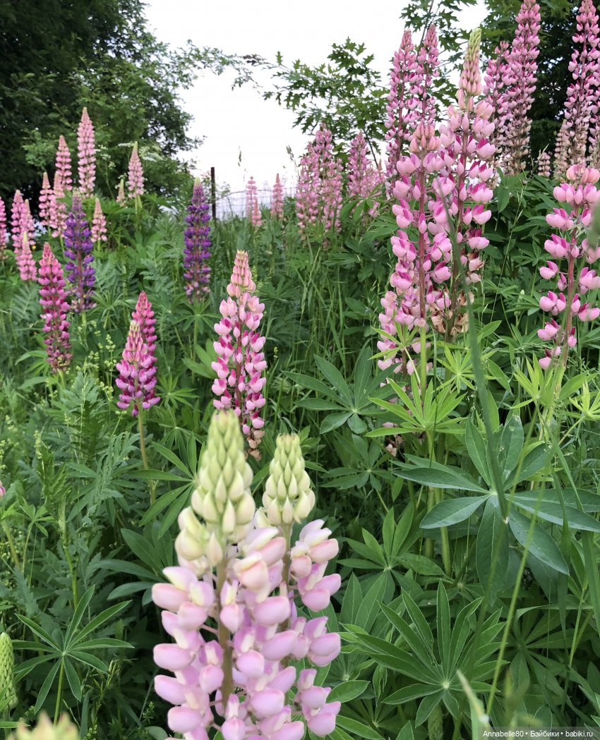 Эльфийское лето | Бэйбики Эльфийское лето — Куклы Fairyland (ФэйриЛэнд): BJD (БЖД)