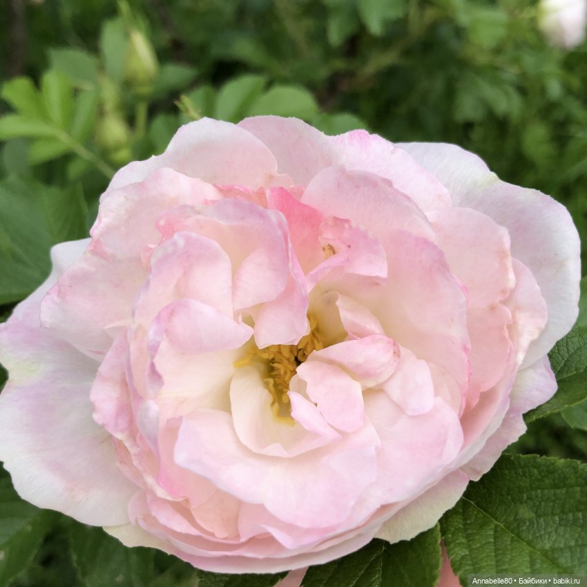 Эльфийское лето | Бэйбики Эльфийское лето — Куклы Fairyland (ФэйриЛэнд): BJD (БЖД) (фото 6)