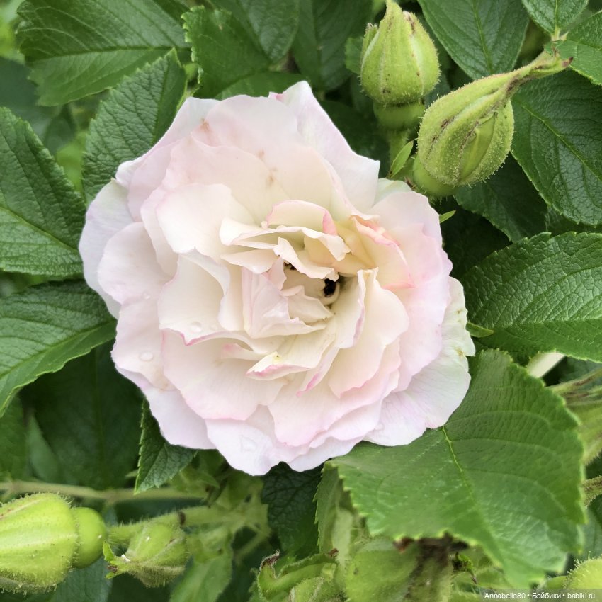 Эльфийское лето | Бэйбики Эльфийское лето — Куклы Fairyland (ФэйриЛэнд): BJD (БЖД) (фото 7)