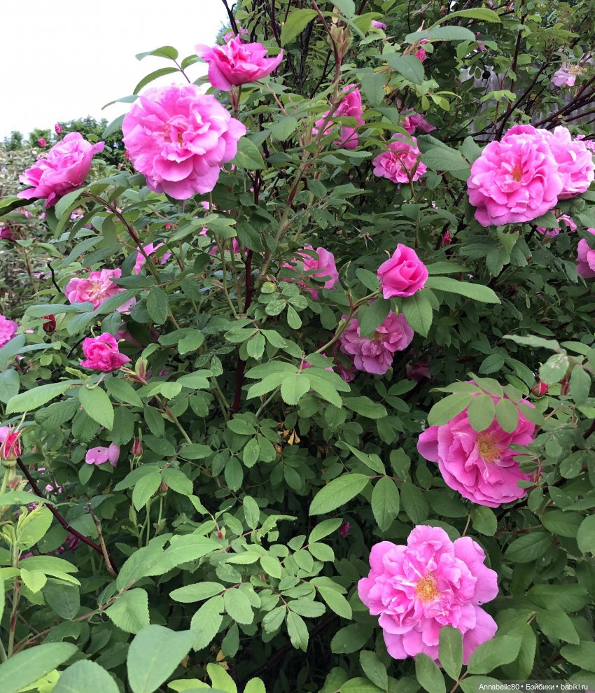 Эльфийское лето | Бэйбики Эльфийское лето — Куклы Fairyland (ФэйриЛэнд): BJD (БЖД)