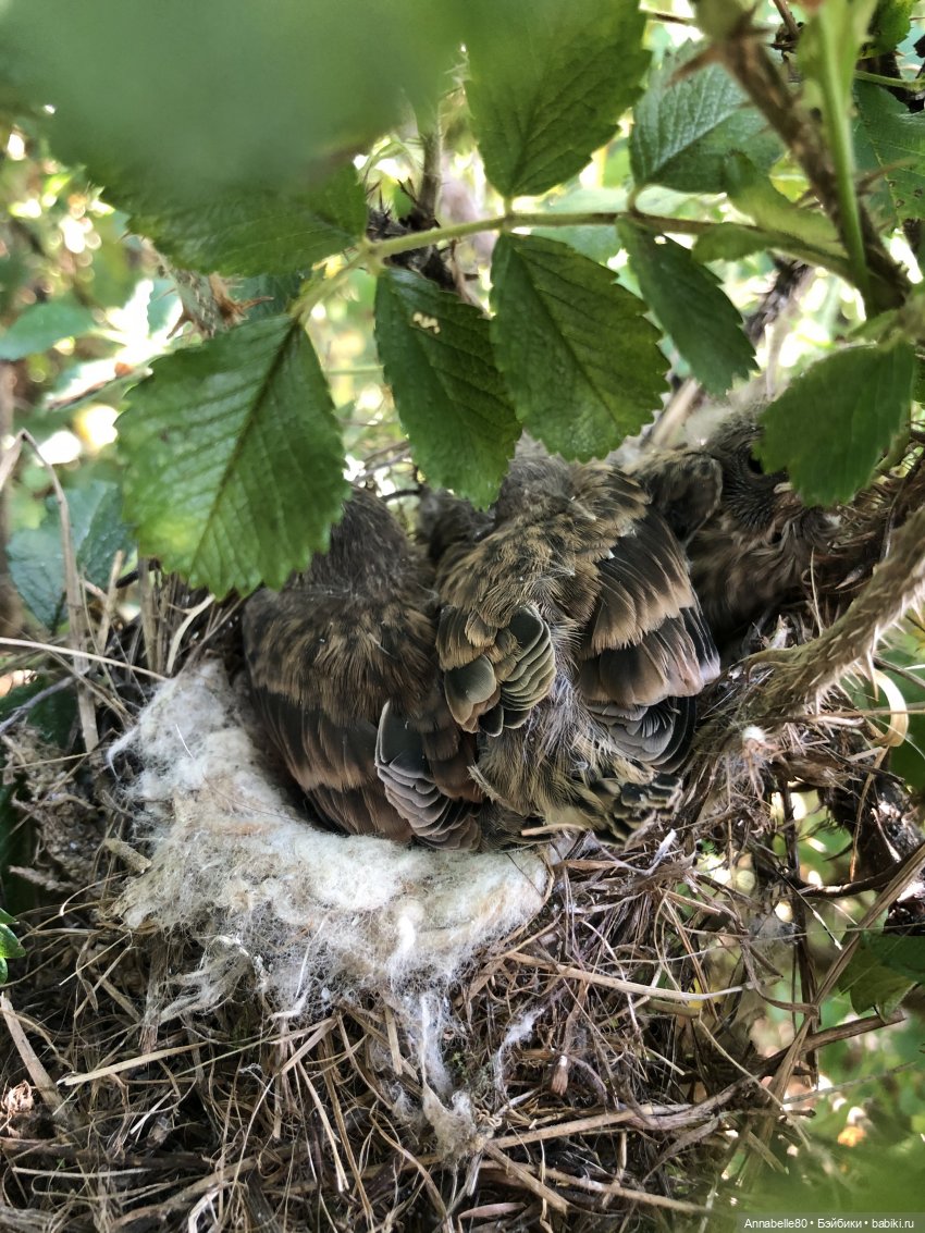 Эльфийское лето | Бэйбики Эльфийское лето — Куклы Fairyland (ФэйриЛэнд): BJD (БЖД)