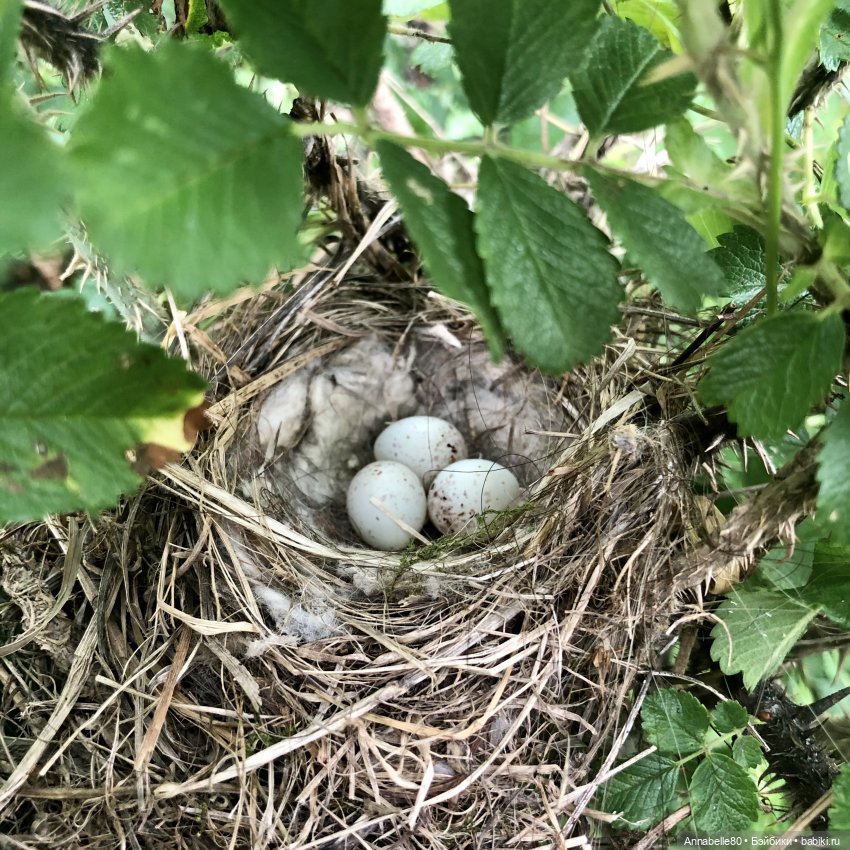 Эльфийское лето | Бэйбики Эльфийское лето — Куклы Fairyland (ФэйриЛэнд): BJD (БЖД)