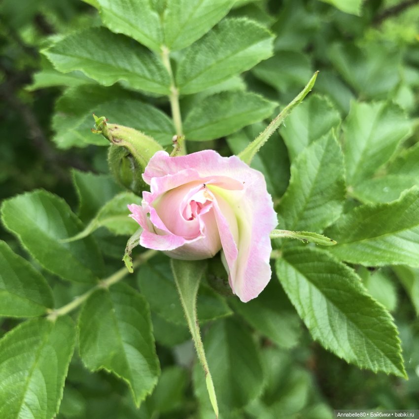 Эльфийское лето | Бэйбики Эльфийское лето — Куклы Fairyland (ФэйриЛэнд): BJD (БЖД) (фото 8)