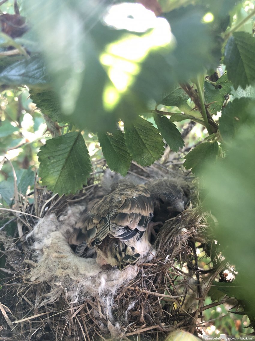 Эльфийское лето | Бэйбики Эльфийское лето — Куклы Fairyland (ФэйриЛэнд): BJD (БЖД)