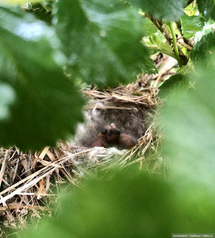 Эльфийское лето | Бэйбики Эльфийское лето — Куклы Fairyland (ФэйриЛэнд): BJD (БЖД)