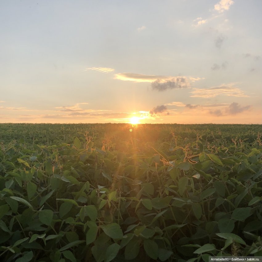 Эльфийское лето | Бэйбики Эльфийское лето — Куклы Fairyland (ФэйриЛэнд): BJD (БЖД)