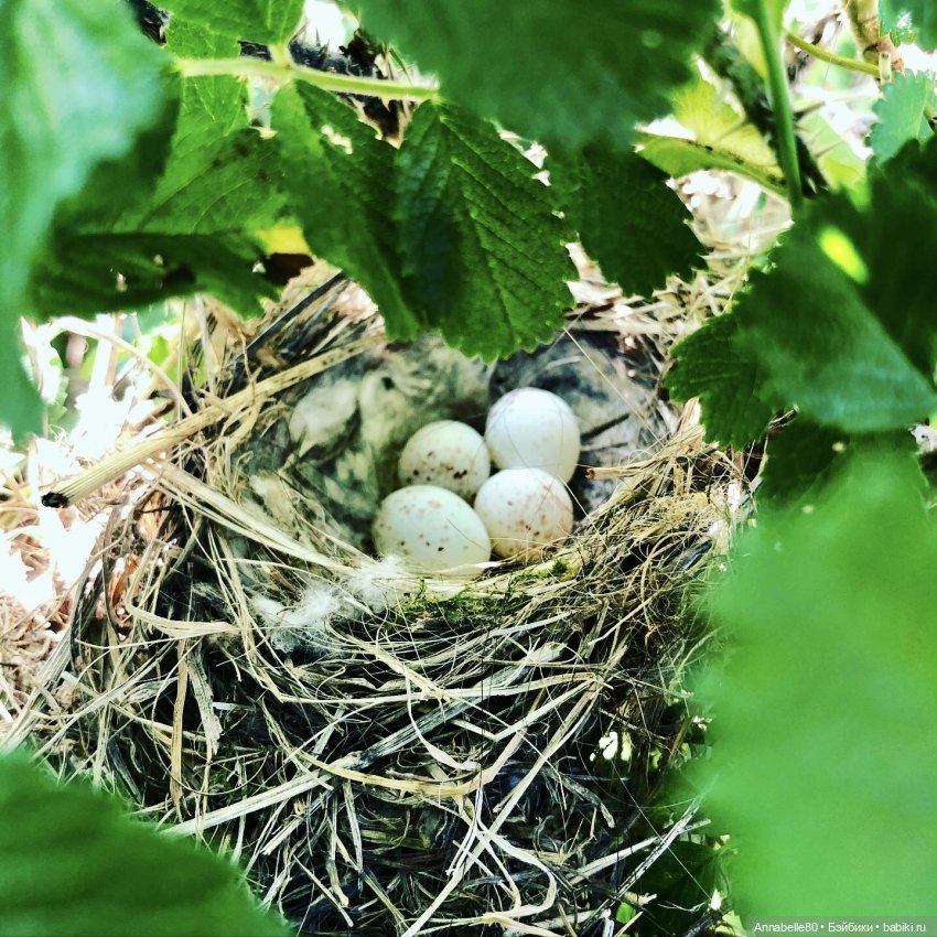 Эльфийское лето | Бэйбики Эльфийское лето — Куклы Fairyland (ФэйриЛэнд): BJD (БЖД)