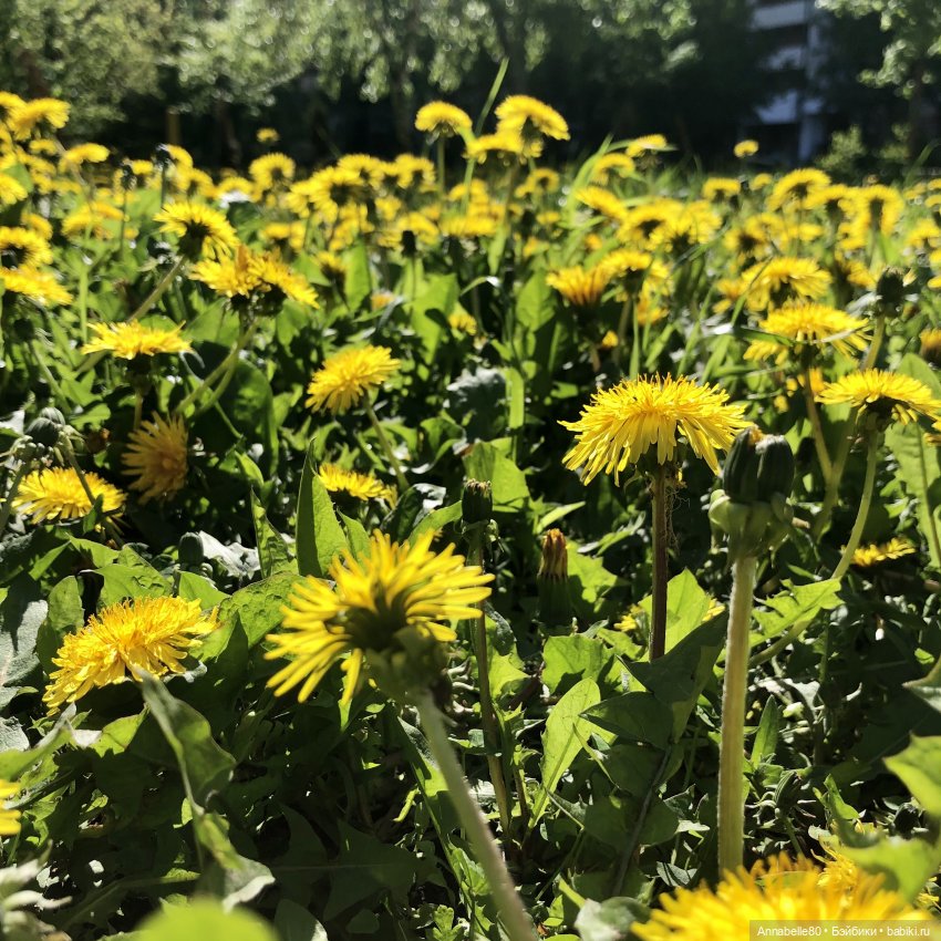 В гостях у сказки — Куклы Kelly (Келли): Сестра Барби