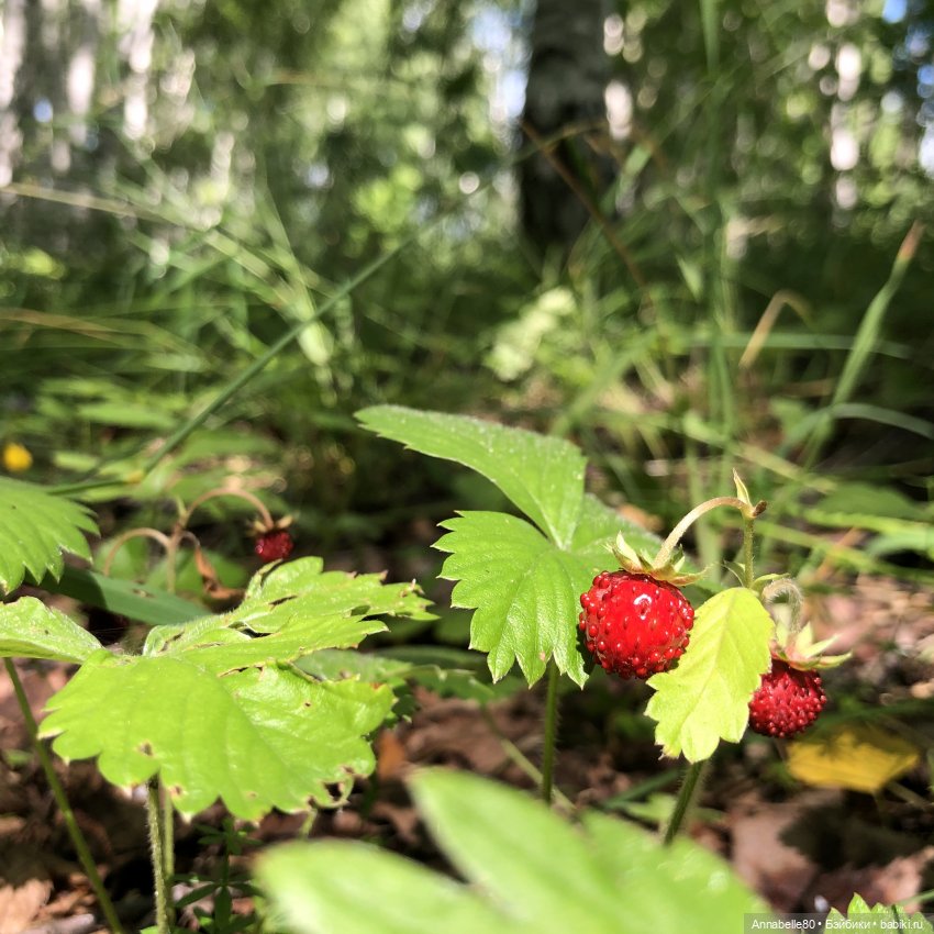 Августфест. Варвара-краса длинная коса 2 часть