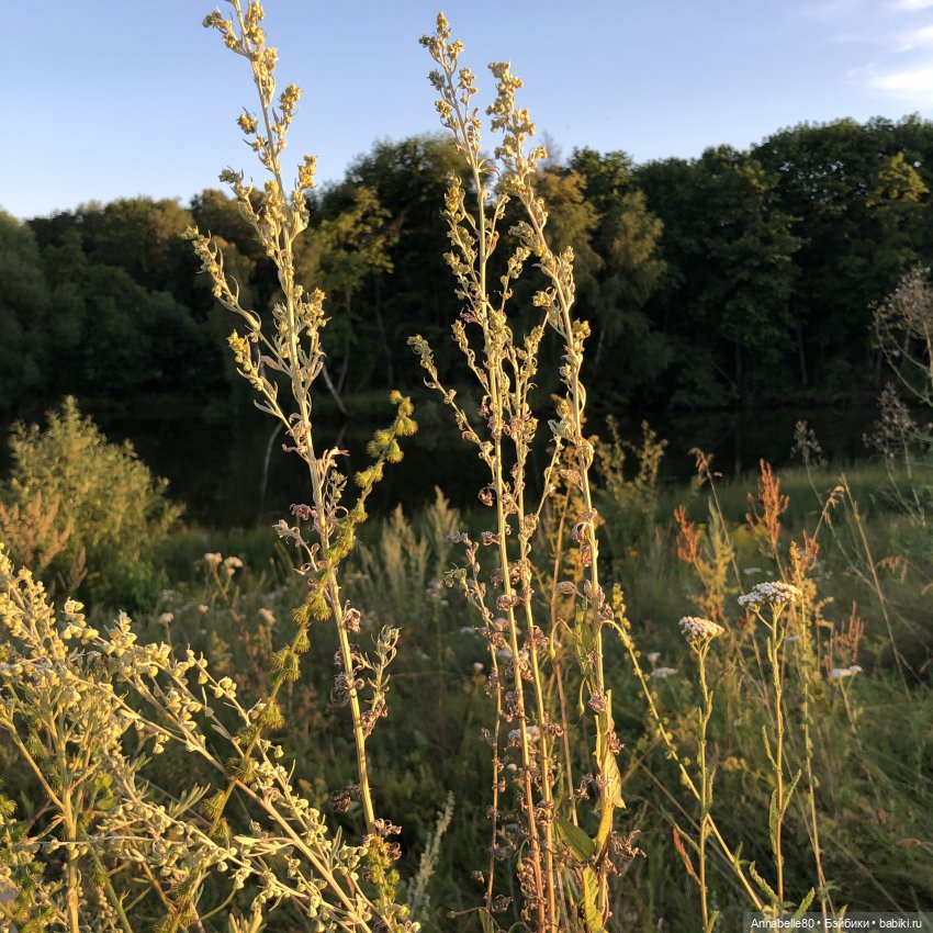 Дары феи Кренского озера — Куклы Barbie (Барби): Looks