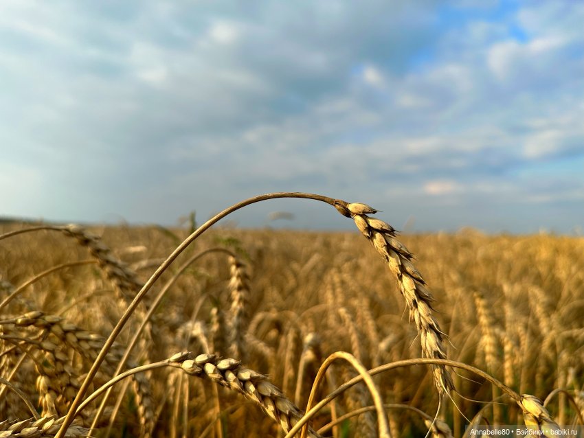 Дороти. Over the rainbow — Куклы Barbie (Барби): Looks