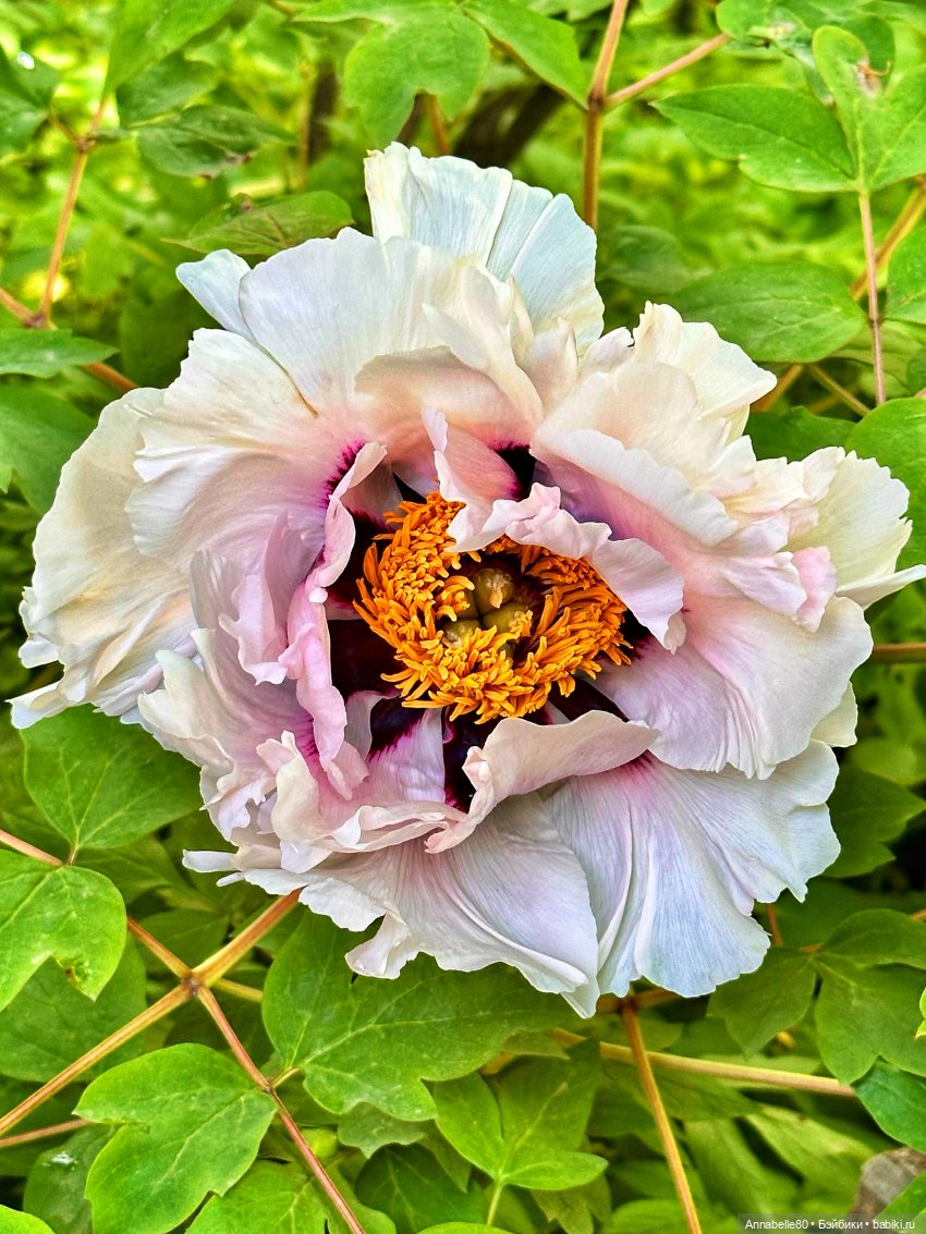 Кукловстреча по-нашему или новое хобби Мирославы