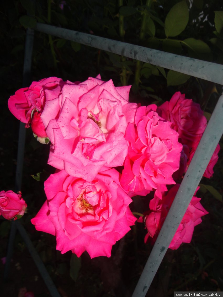 В клумбе мышка завелась — Куклы Monster High и Ever After High: G1 (фото 10)