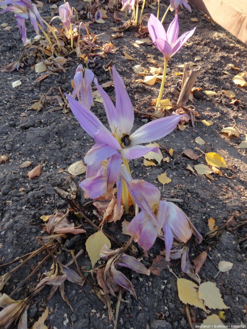 «По- осеннему шепчут листья…»