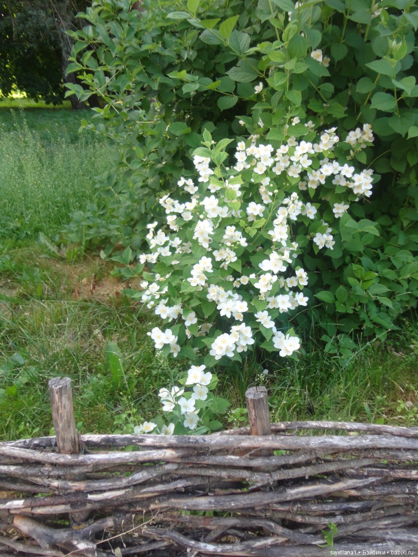 «По- осеннему шепчут листья…» (фото 3)