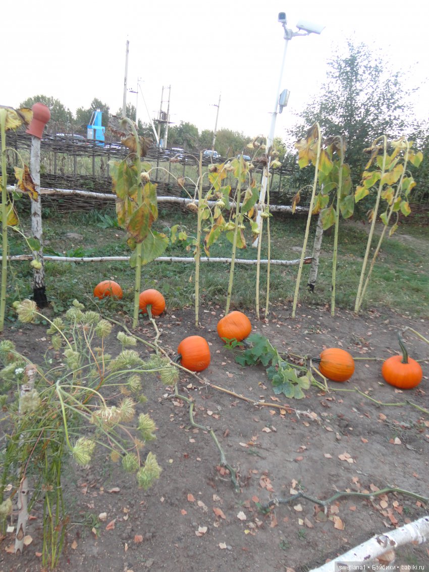 «По- осеннему шепчут листья…»