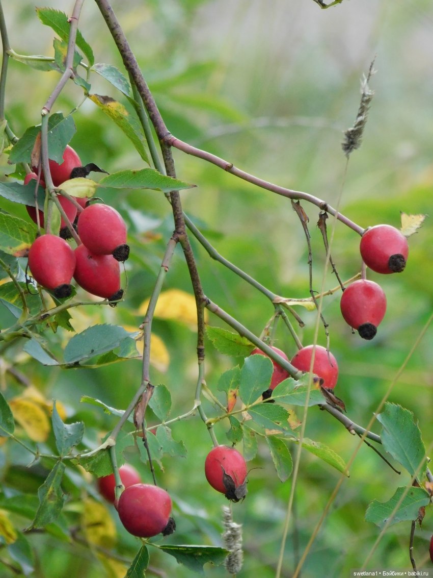 Джо - Альпийский цветок — Куклы Helen Kish (Хелен Киш): Riley (Райли) (фото 5)