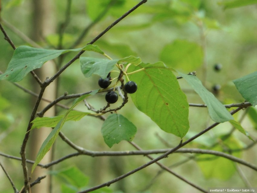 Крошкина прогулка — Куклы LeeAnn (Denis Bastien) и Marianna Oldenburg: винил