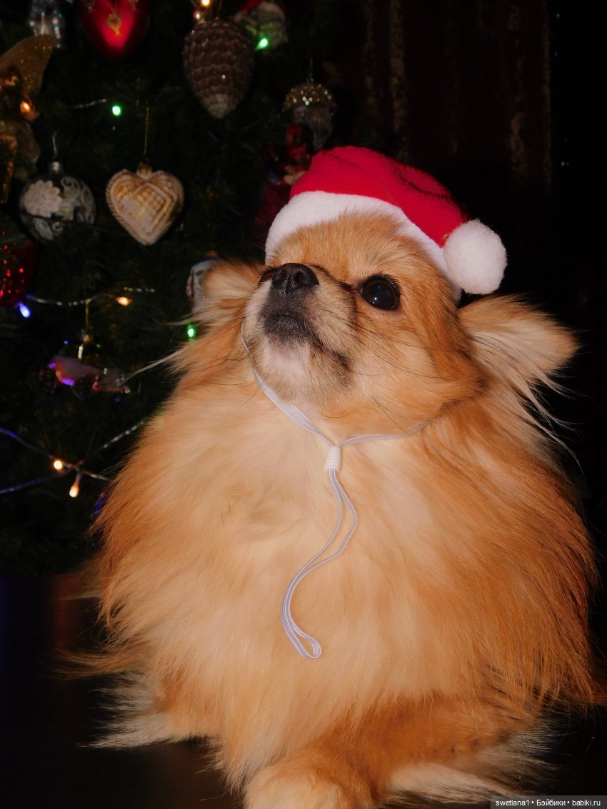 Лушкина елка — Болталка и разговоры обо всем: жизнь