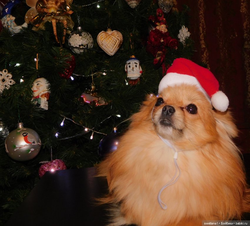 Лушкина елка — Болталка и разговоры обо всем: жизнь