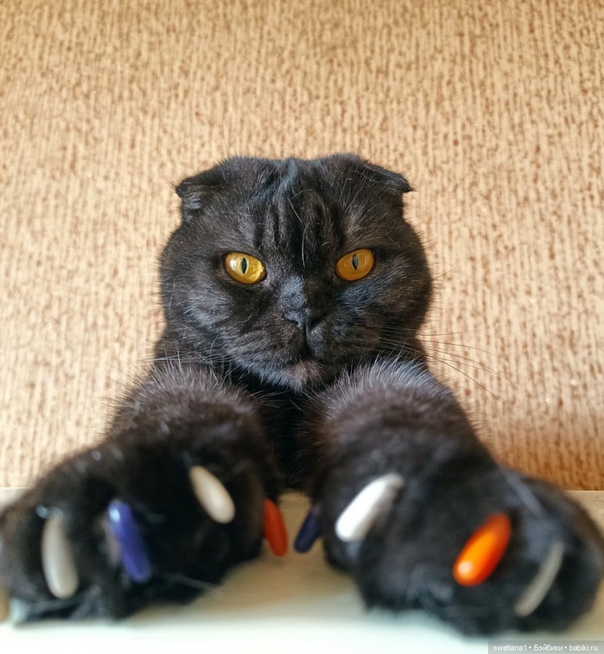 День черного Кота — Куклы Monster High и Ever After High: G1 (фото 3)