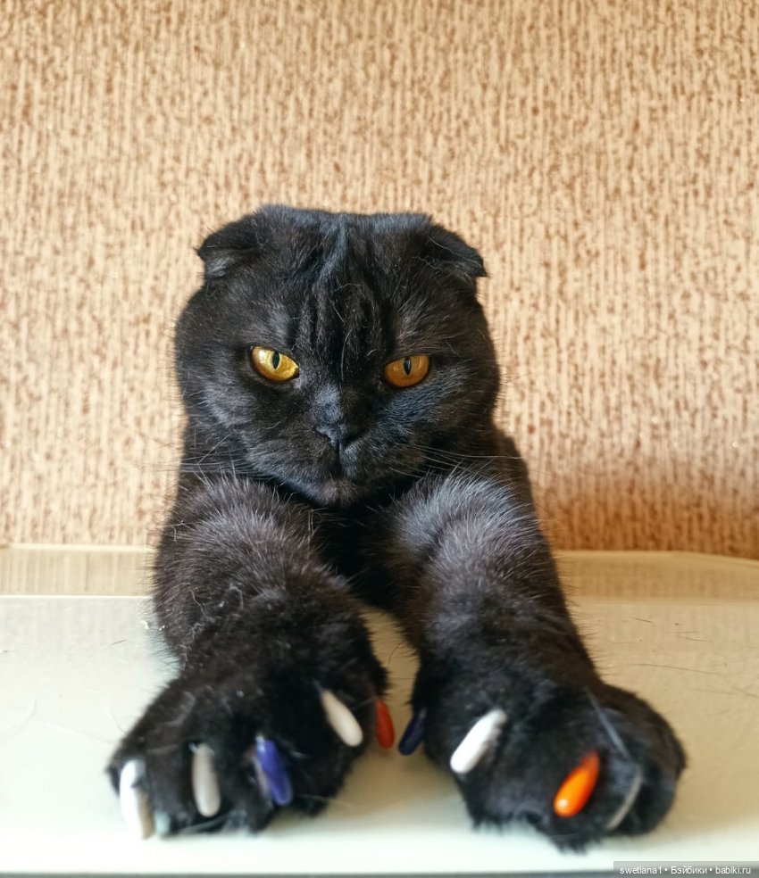 День черного Кота — Куклы Monster High и Ever After High: G1 (фото 2)