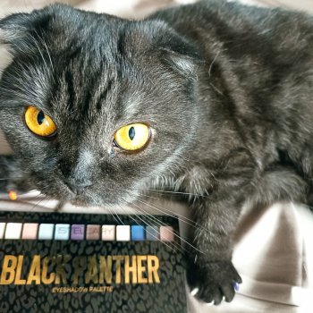 День черного Кота