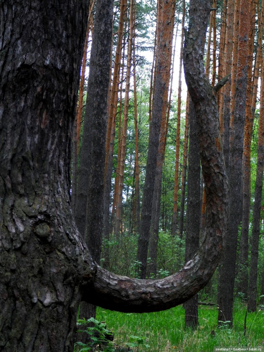 «Удольфские тайны» — Фэшн