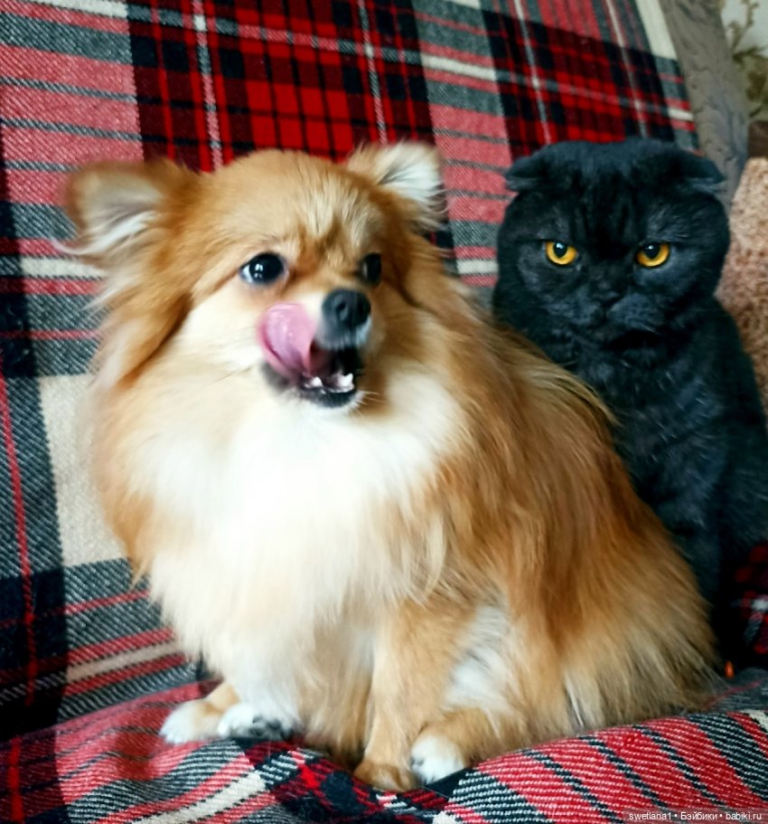 Тришкина Елка — Болталка и разговоры обо всем: жизнь (фото 2)