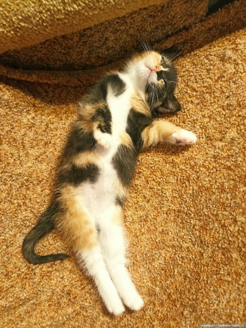 Тришкина Елка — Болталка и разговоры обо всем: жизнь (фото 3)